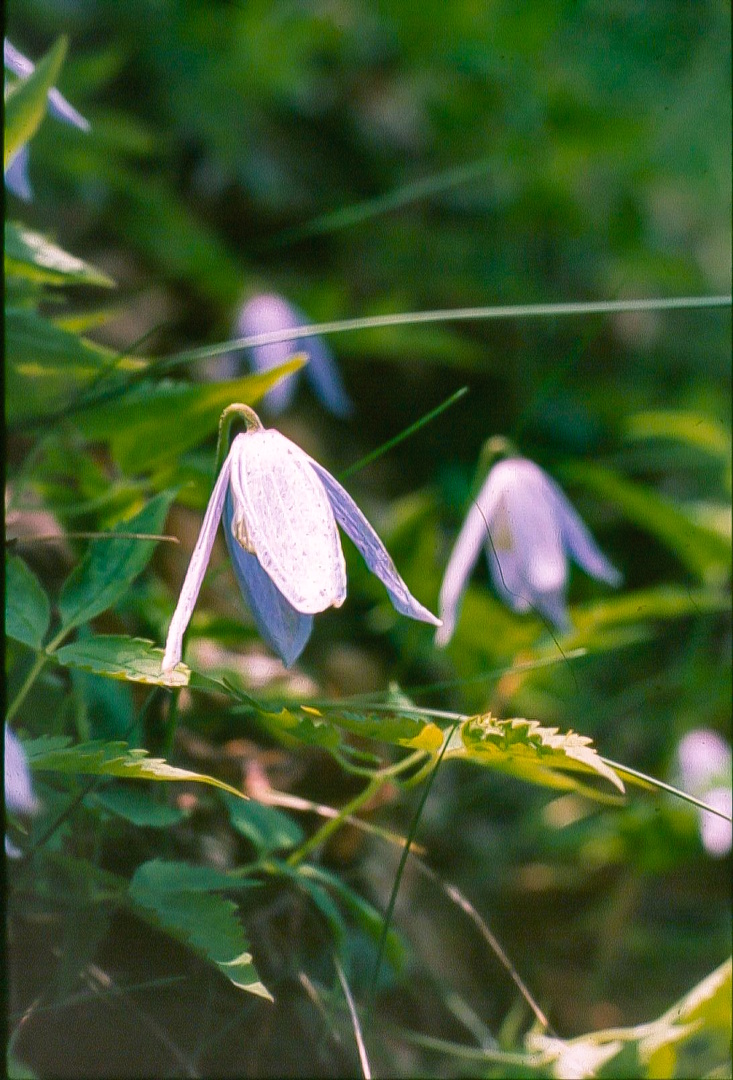 clematis alpina4_edited.jpg